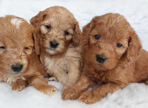 BEAUTIFUL RED TOY F1 COCKAPOO PUPPIES