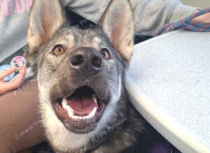 Northern Inuit cross American akita female