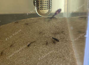 Bristlenose plecos