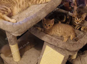 British shorthair lilac/cinnamon kittens