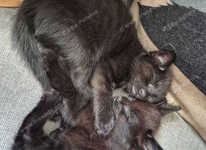 Kittens