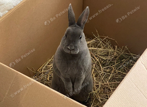 Mini Rex 4 months
