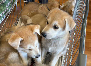 White Swiss shepherd / timber wolf dog