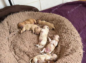 Cavachon puppies for sale