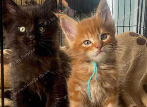 2 Beautiful Maine Coon Boys Looking for Love