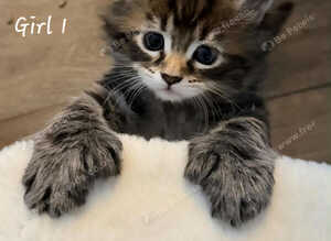 MAINCOON KITTENS