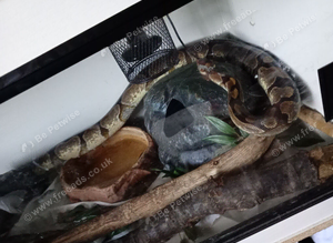 Ballpython with 4ft by 2ft by 2 ft viv