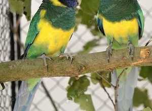 Port Lincoln Ringnecks