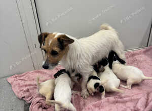 Jack Russell puppies