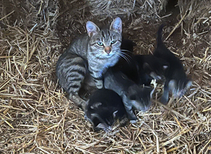 Kittens