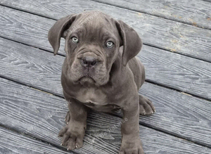 Full pedigree!!! Huge Cane Corso pups