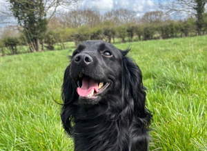 OZZY!! SMALL & STUNNING: FLAT-COATED F2 COCKAPOO FOR STUD