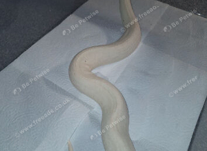 Beautiful high pied Male