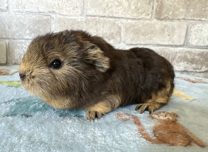 Two boars for sale
