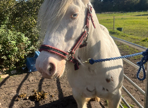 Quiet Cob mare and foal