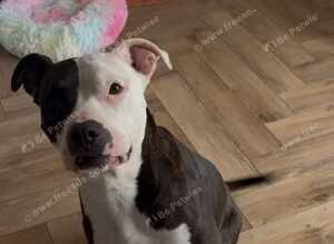 Beautiful 6 year old American bull dog