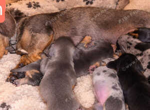 5 mini dachshound puppys