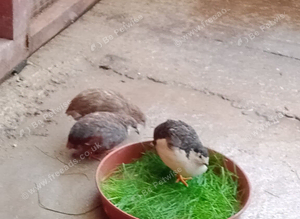 Chinese quail