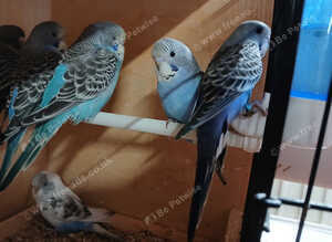Young budgies