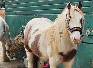 Gorgeous red roan cob gelding &pound;2000 ono