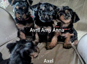 ANMACO KC Pedigree Toy & Miniature Pups