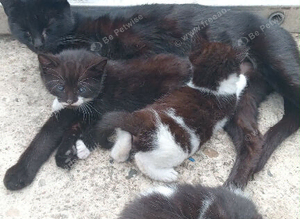 Kittens