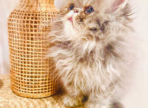 Beautiful kittens ready now