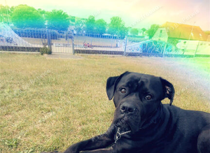 Roxy