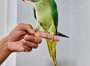Beautiful hand tamed alexandrine parrots for sale.