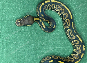 2026 ball python hatchlings 5.2