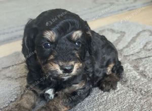 Last boy cockapoo puppy