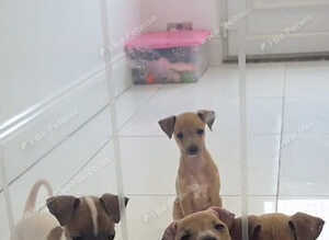 Italian greyhound puppy for sale