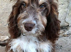 Stunning tri and chocolate with white F1 cockapoo puppies