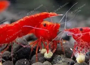 Shrimps