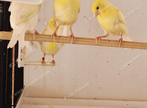 Native Finches & Canaries
