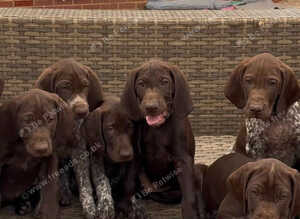 Beautiful KC GSP puppy girl