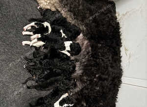 Beautiful unique phantom/parti/tri coloured labroodles