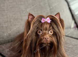 Chocolate Yorkshire Terrier STUD only