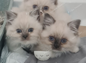 Beautiful Ragdoll munchkin Kittens *READY NOW *