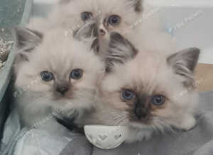 Beautiful Pure Ragdoll Kittens *READY NOW *