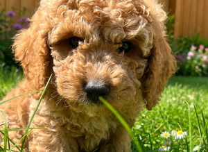 F1 LABRADOODLE/COCKAPOO MIX