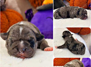 STAFFVALOR | KC REGISTERED STAFFORDSHIRE BULL TERRIER PUPPIES