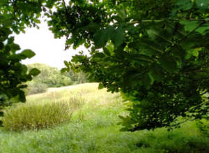 2. ACRE FIELD FOR RENT
