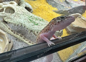 2 x leopard geckos and enclosure
