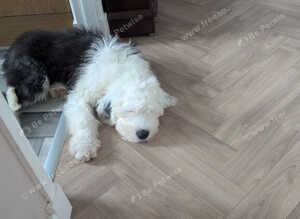 Old English Sheepdog pup.