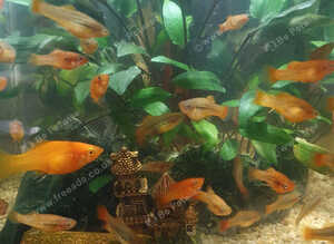 Young molly fish green and orange