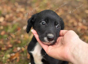 4 playful sprollie puppies seeking new homes