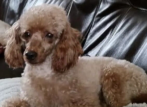 Toy poodle standing at Stud