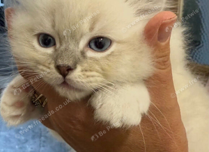 Perfect Ragdoll Kittens Ready Now