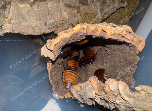 Madagascan hissing cockroaches